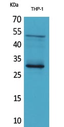 FGF-23 Polyclonal Antibody – Figure 1 of 1