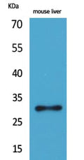 FGF-5 Polyclonal Antibody – Figure 1 of 1