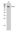 FGFR-3 Polyclonal Antibody – Figure 1 of 1