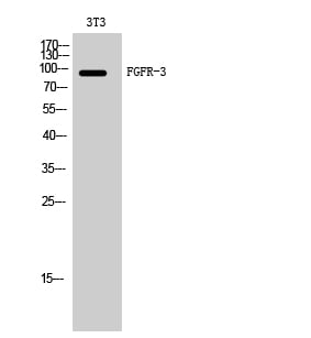 FGFR-3 Polyclonal Antibody – Figure 1 of 1