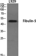 Fibulin-5 Polyclonal Antibody – Figure 1 of 1