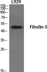 Fibulin-5 Polyclonal Antibody – Figure 1 of 1