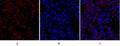 Flk-1 Polyclonal Antibody – Figure 1 of 1