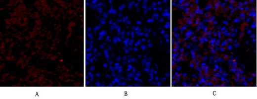 Flk-1 Polyclonal Antibody – Figure 1 of 1