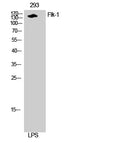 Flk-1 Polyclonal Antibody – Figure 1 of 1