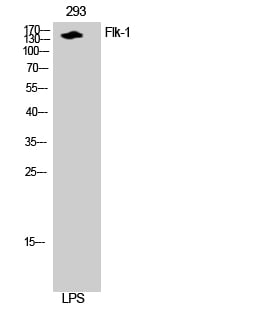Flk-1 Polyclonal Antibody – Figure 1 of 1