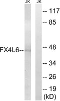 FoxD4/D4L Polyclonal Antibody – Figure 1 of 1