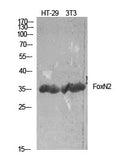 FoxN2 Polyclonal Antibody – Figure 1 of 1