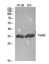 FoxN2 Polyclonal Antibody – Figure 1 of 1
