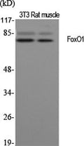 FoxO1 Polyclonal Antibody – Figure 1 of 1
