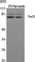 FoxO1 Polyclonal Antibody – Figure 1 of 1