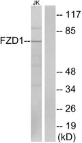 Frizzled-1 Polyclonal Antibody – Figure 1 of 1