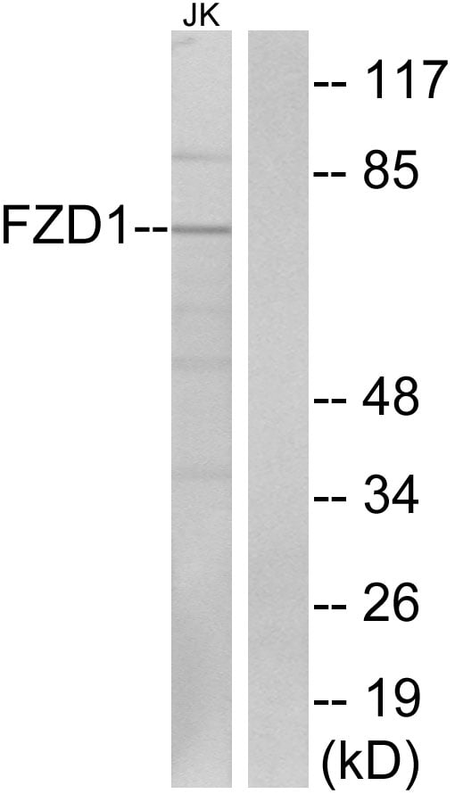 Frizzled-1 Polyclonal Antibody – Figure 1 of 1