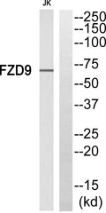 Frizzled-9 Polyclonal Antibody – Figure 1 of 1