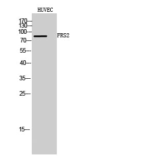 FRS2 Polyclonal Antibody – Figure 1 of 1