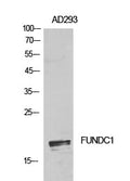 FUNDC1 Polyclonal Antibody – Figure 1 of 1