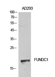 FUNDC1 Polyclonal Antibody – Figure 1 of 1
