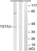 FX Polyclonal Antibody – Figure 1 of 1