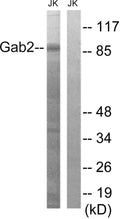 Gab 2 Polyclonal Antibody – Figure 1 of 1