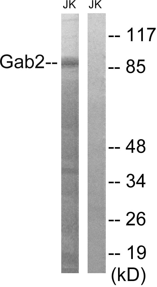 Gab 2 Polyclonal Antibody – Figure 1 of 1
