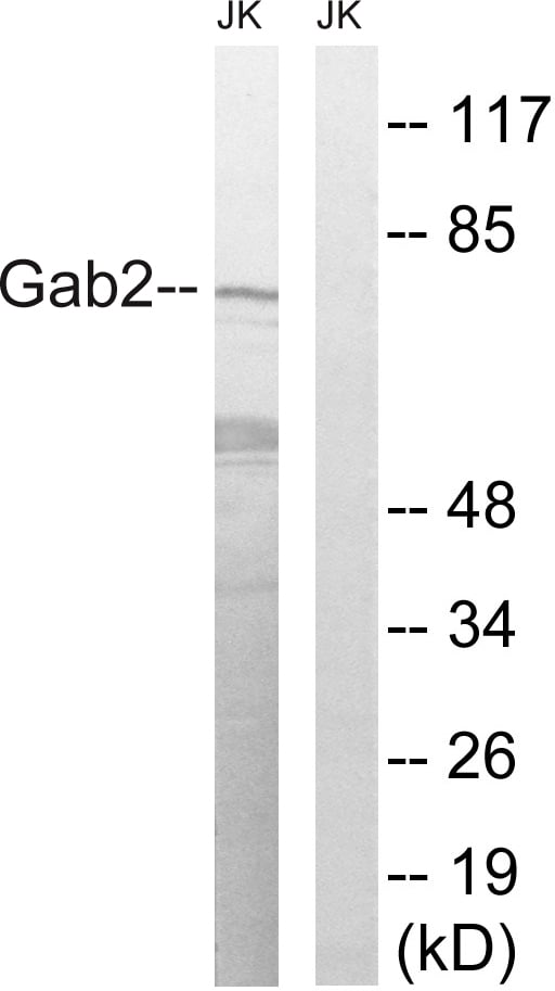Gab 2 Polyclonal Antibody – Figure 1 of 1