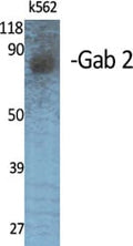 Gab 2 Polyclonal Antibody – Figure 1 of 1