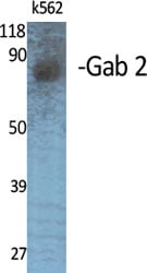 Gab 2 Polyclonal Antibody – Figure 1 of 1