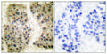 GANP Polyclonal Antibody – Figure 1 of 1