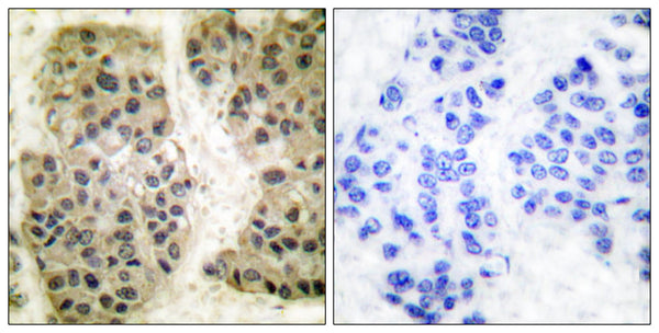 GANP Polyclonal Antibody – Figure 1 of 1