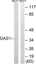 Gas1 Polyclonal Antibody – Figure 1 of 1