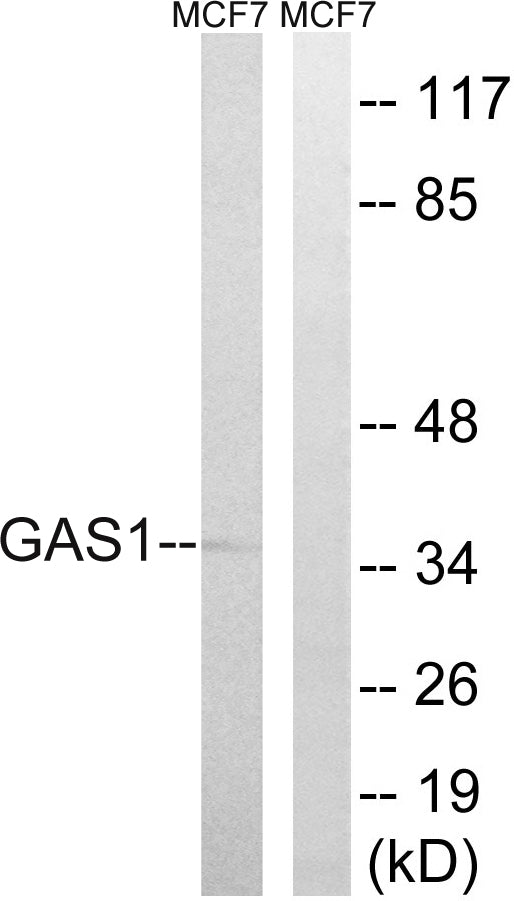 Gas1 Polyclonal Antibody – Figure 1 of 1