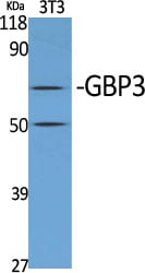 GBP3 Polyclonal Antibody – Figure 1 of 1