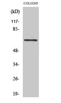 GCP4 Polyclonal Antibody – Figure 1 of 1
