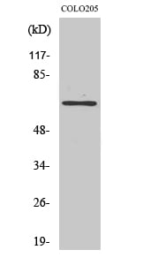 GCP4 Polyclonal Antibody – Figure 1 of 1