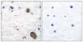 GFR Alpha-1 Polyclonal Antibody – Figure 1 of 1