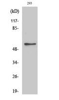 GK1 Polyclonal Antibody – Figure 1 of 1