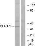 GPR173 Polyclonal Antibody – Figure 1 of 1