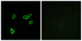 GPR35 Polyclonal Antibody – Figure 1 of 1