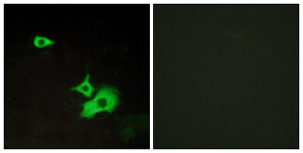 GPR37L1 Polyclonal Antibody – Figure 1 of 1
