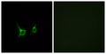 GPR43 Polyclonal Antibody – Figure 1 of 1