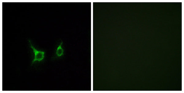 GPR43 Polyclonal Antibody – Figure 1 of 1