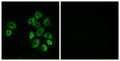 GPRC5B Polyclonal Antibody – Figure 1 of 1