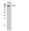 GPRC6A Polyclonal Antibody – Figure 1 of 1