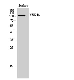 GPRC6A Polyclonal Antibody – Figure 1 of 1