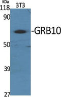 GRB10 Polyclonal Antibody – Figure 1 of 1