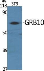 GRB10 Polyclonal Antibody – Figure 1 of 1