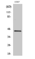 GRP1 Polyclonal Antibody – Figure 1 of 1