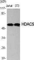 HDAC2 Polyclonal Antibody – Figure 1 of 1