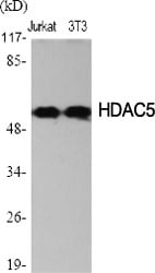 HDAC2 Polyclonal Antibody – Figure 1 of 1
