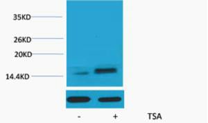 Histone H2A.Z (Acetyl Lys7) Polyclonal Antibody – Figure 1 of 1